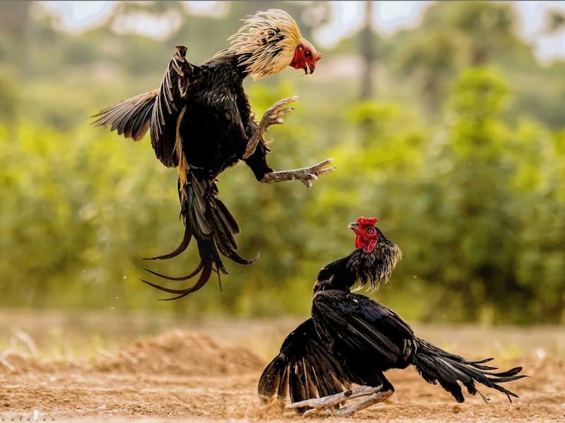 Chọi gà có từ bao giờ? Ưu điểm khi cược chọi gà tại FO88 3 Đa dạng hình thức cược chọi gà