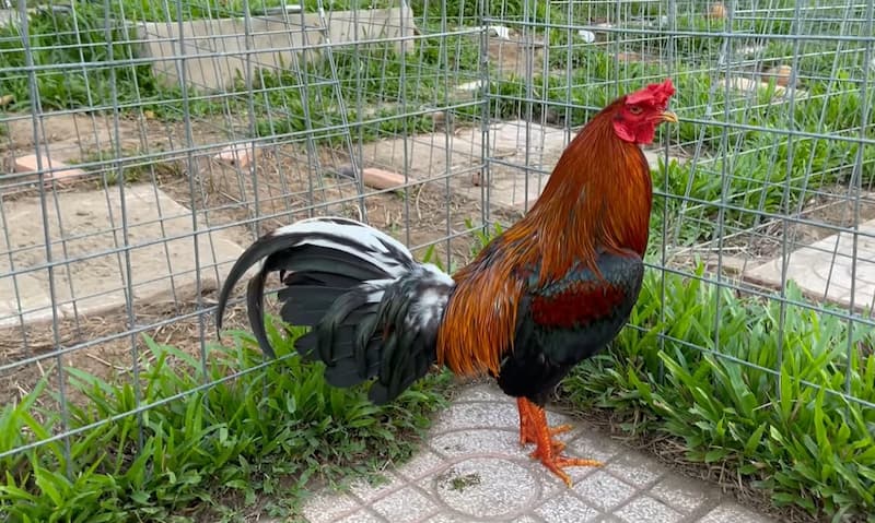 cách nhận biết gà đá hay